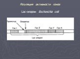 Регуляция активности генов Lac-оперон Escherichia coli