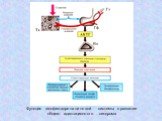 Функция гипофиз-адреналиновой системы в развитии общего адаптационного синдрома