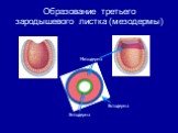Образование третьего зародышевого листка (мезодермы). Мезодерма