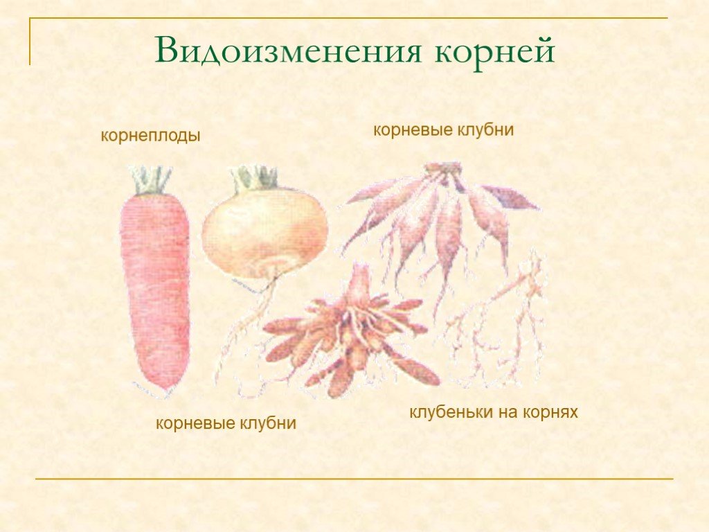 Видоизмененные корни 6 класс. Видоизменения корня микориза. Корнеплоды видоизменения корня.