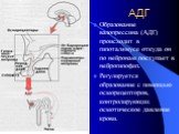 АДГ. Образование вазопрессина (АДГ) происходит в гипоталямусе откуда он по нейронам поступает в нейрогипофиз. Регулируется образование с помощью осморецепторов, контролирующих осмотическое давление крови.