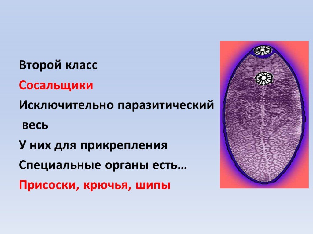 Печеночный сосальщик по образу жизни. Класс 2 сосальщики Trematoda. Органы прикрепления сосальщиков. Органы прикрепления класса сосальщиков. Органы прикрепления трематод.