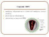 Строение ВИЧ. мембрана, образованная из клеточной мембраны клетки-хозяина, рецепторные образования, две молекулы вирусной РНК