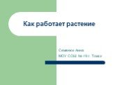 Как работает растение. Семенюк Анна МОУ СОШ № 49 г. Томск