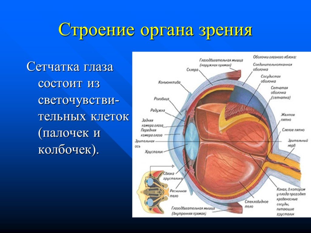 Глаза являются органом человека. Строение органа зрения. Орган зрения анатомия. Структура органа зрения. Орган зрения строение глаза.