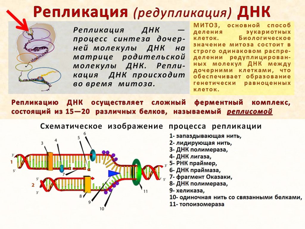Репликации геномов