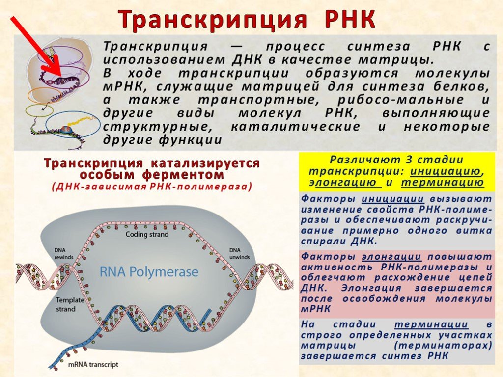 Рнк полимераза участвует. Роль РНК полимеразы в транскрипции. Транскрипция РНК полимераза. Процесс транскрипции РНК. Функции РНК полимеразы в транскрипции.