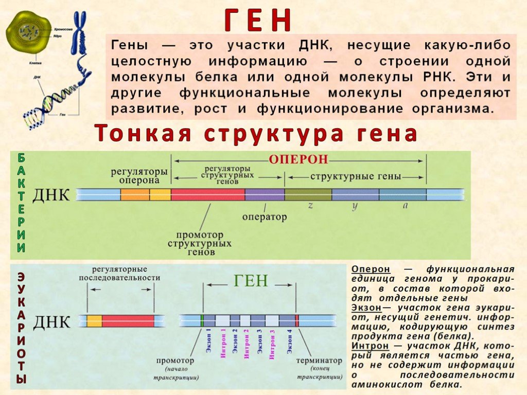 Кодируют информацию о белках. Ген структура Гена. Ген участок ДНК. Структура Гена ДНК. Участки ДНК названия.