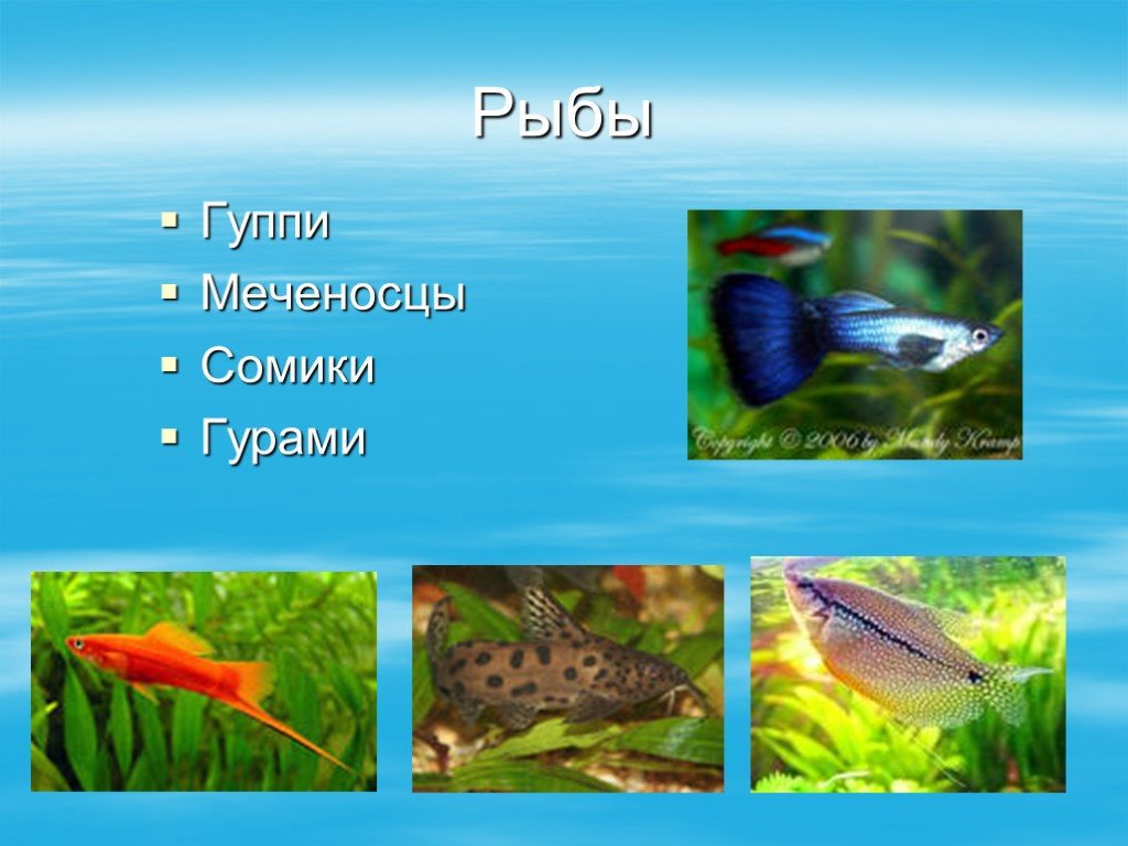 Презентация аквариумные рыбки