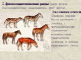 2.филогенетические ряды (ряды видов, последовательно заменяющие друг друга). Эволюция лошади. Древние предки были размером с лисицу, с четырехпалыми передними конечностями, трехпалыми задними и зубами травоядного типа.