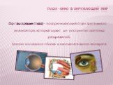 Орган зрения (глаз) – воспринимающий отдел зрительного анализатора, который служит для восприятия световых раздражений. Состоит из глазного яблока и вспомогательного аппарата