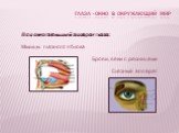 Вспомогательный аппарат глаза: Мышцы глазного яблока Брови, веки с ресницами Слезный аппарат