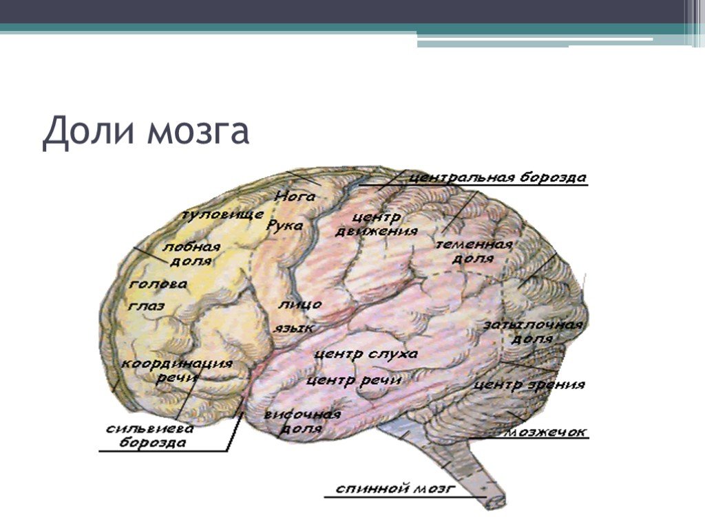 6 долей мозга. Доли головного мозга. Строение мозга. Доли мозга и их центры. Доли мозга анатомия.