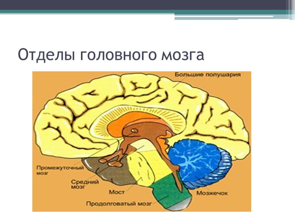Самый маленький отдел головного мозга. Мозг с подписями отделов. Отделы головного мозга презентация. Головной мозг лошади. Строение головного мозга человека презентация.