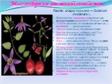 Многообразие растений семейства. Паслён сладко-горький — Solanum dulcamara L. Многолетнее травянистое растение или полукустарник высотой от 30 см до 2 метров. Стебли лазящие, от основания ветвистые, у основания — древеснеющие. Листья очередные, без прилистников. Цветки обоеполые, собраны по 6-25 в ц
