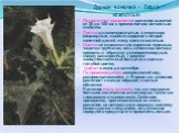 Однолетнее травянистое растение высотой от 30 до 100 см с прямостоячим ветвистым стеблем. Листья длинночерешчатые, в очертании яйцевидные, лопасти широкие с ocтpoй конечной долей, снизу светло-зеленые. Цветки на относительно коротких черешках, чашечка трубчатая; пять лепестков венчика срощены и обра
