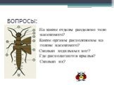 ВОПРОСЫ: На какие отделы разделено тело насекомого? Какие органы расположены на голове насекомого? Сколько ходильных ног? Где располагаются крылья? Сколько их?