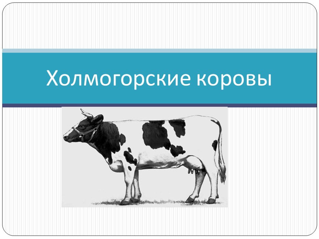 Холмогоры коровы. Холмогорская порода коров презентация. Холмогорская корова. Холмогорская порода коров. Корова для презентации.