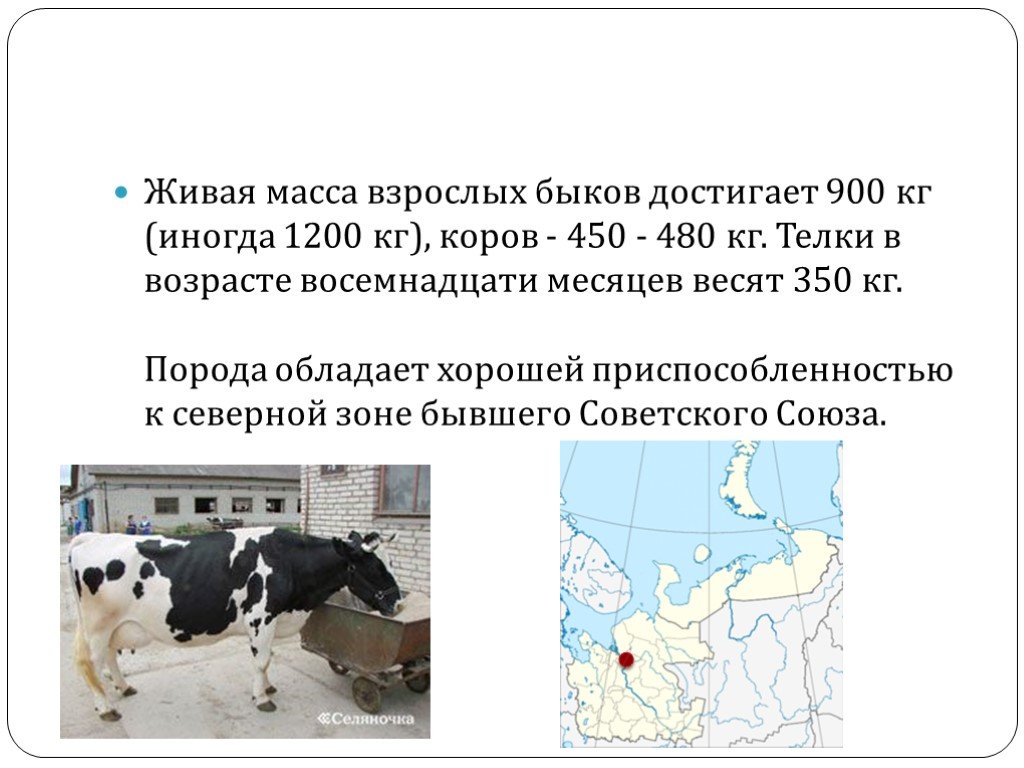 Корова вес. Масса Быков Холмогорской породы. Холмогоры КРС характеристики. Холмогорская корова характеристика. Холмогорская порода коров Живая масса.