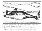 морское млекопитающее из отряда сирен (Sirenia), длина тела от 7,5 до 10 м, масса до 4 тонн Популяция располагалась на двух островах: о-в Медный и о-в Беренга. Популяция из двух стад насчитывала 2000 особей.