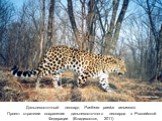 Дальневосточный леопард Panthera pardus amurensis Проект стратегии сохранения дальневосточного леопарда в Российской Федерации (Владивосток, 2011)