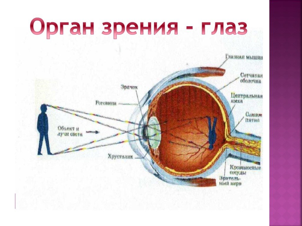 Глаз орган чувств человека. Орган зрения. Орган зрения схема. Орган зрения рисунок. Строение глаза.