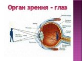 Орган зрения - глаз