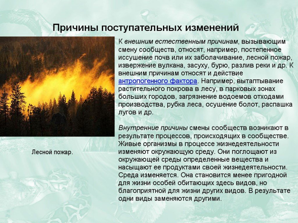 Причины смены сообществ внешние. Устойчивость и динамика экосистем презентация 11 класс. Динамика экосистем презентация 11 класс. Пожары изменение в экосистеме. Естественные причины лесных пожаров.