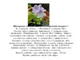 Эйхорния толстоножковая, или водяной гиацинт – Е. crassipes Solms. = Pontederia crassipes Mart. Листья темно-зеленые, блестящие, с утолщенными черешками. Появляющиеся в конце лета голубые, бледно-сиреневые или желтые, похожие на орхидеи, цветки сидят на плотных цветоносах и чрезвычайно декоративны. 