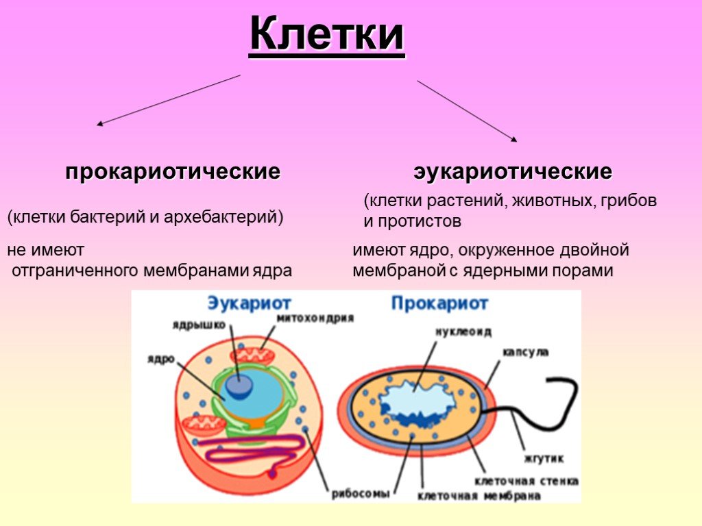 Клетки прокариот не имеют ядра. Клетки биология эукариоты прокариоты. Клетки прокариот и эукариот. Прокариотическая и эукариотическая клетка. Ядро в эукариотических клетках животных.
