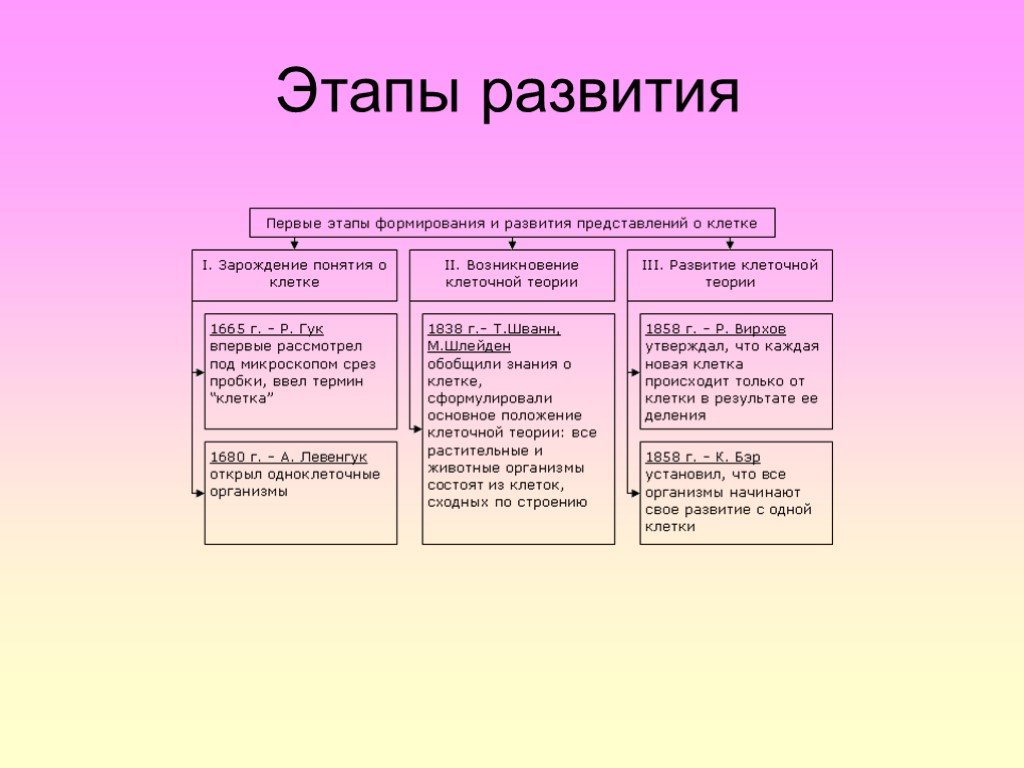 Развитие клеточной теории. Этапы формирования клеточной теории. Этапы развития учения о клетке. Основной этап развития клеточной теории. Основные этапы формирования клеточной теории.