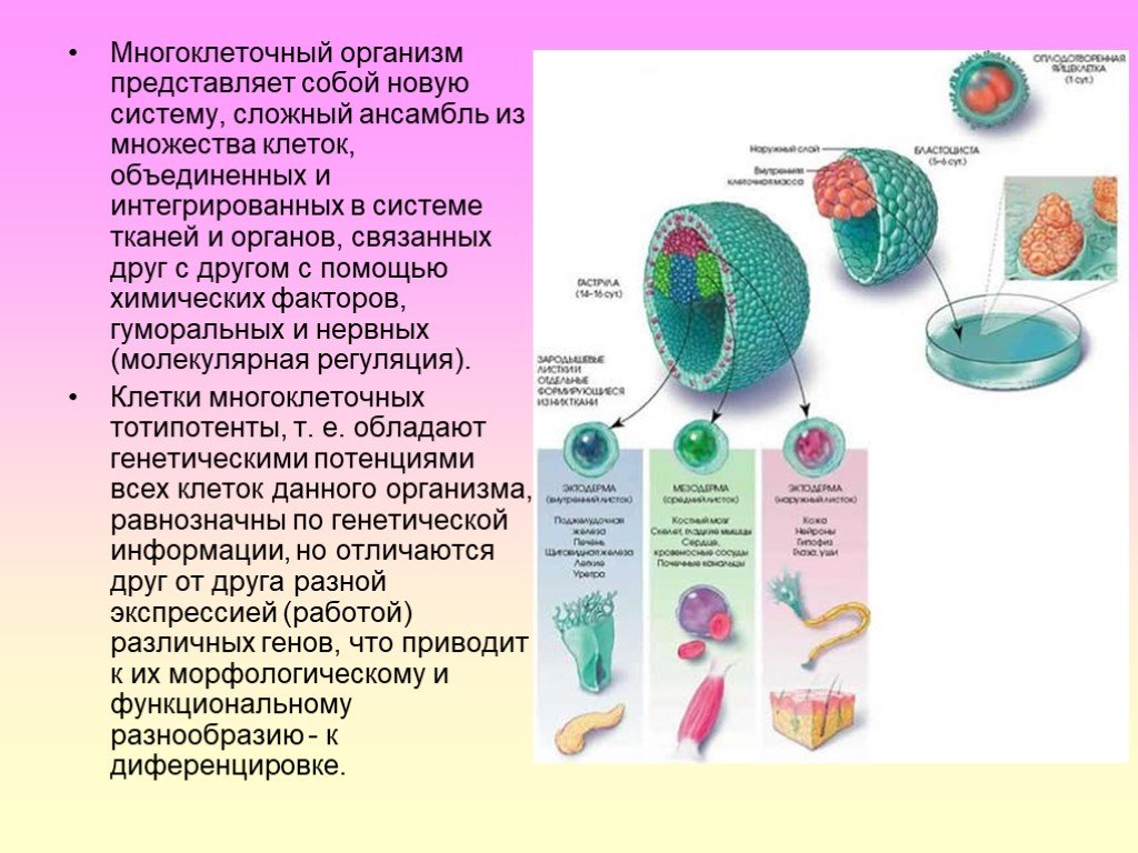 Сложные соединения клеток. Клетки - ткани - органы - системы органов - многоклеточный организм. Многоклеточные организмы. Особенности клеток многоклеточных организмов. Многоклеточные организмы состоят из.