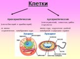 Клетки прокариотические эукариотические. (клетки бактерий и архебактерий). (клетки растений, животных, грибов и протистов. не имеют отграниченного мембранами ядра. имеют ядро, окруженное двойной мембраной с ядерными порами