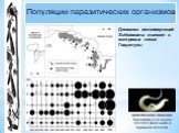 Динамика метапопуляций Schistosoma mansoni в мангровых лесах Гваделупы. Schistosoma mansoni Паразитирует в венах толстого кишечника и брюшной полости