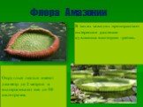 В тихих заводях произрастает интересное растение кувшинка виктория -регия. Флора Амазонии. Округлые листья имеют диаметр до 2 метров и выдерживают вес до 50 килограмм.