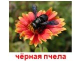 чёрная пчела