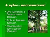 А дубы – долгожители! Дуб «Баублис» в Литве прожил 1000 лет. Дубу во Франции 1200 лет. Королевскому дубу в Дании 2000 лет!