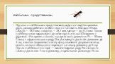 Найбільші представники. Одним з найбільших представників родини є вид Camponotus gigas, розмір робочих особин якого становить близько 20 мм, самців — 18,3 мм, солдатів — 28,1 мм, матки — до 31,3 мм. Також найбільшими мурахами є дінопонера гігантська (Dinoponera gigantea) і Paraponera clavata, що дос