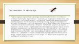 Систематика й еволюція. Родина мурах відноситься до ряду перетинчастокрилих, який також включає Symphyta, бджіл та ос, і належить до надродини Vespoidea, або виділяється в окремий таксон Formicoidea. За даними філогенетичного аналізу мурахи пішли від групи веспоідних ос у середині крейдяного періоду