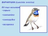 ВАРАКУШКА (Luscinia svecica) Её еще называют: зорька синешейка синегрудка лазоревка