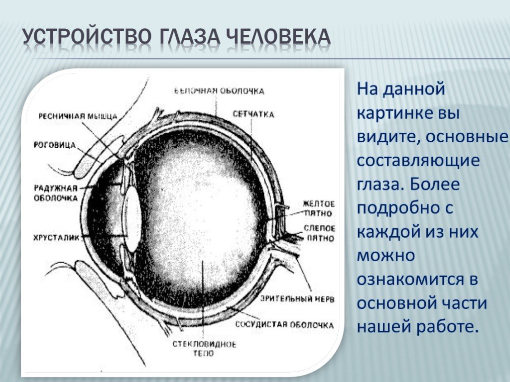 Глаз т в. Устройство глаза. Устройство глаза человека. Глаз как глаз устройство глаза. Оптическая система глаза презентация.