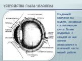 Устройство глаза человека. На данной картинке вы видите, основные составляющие глаза. Более подробно с каждой из них можно ознакомится в основной части нашей работе.