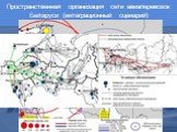 Пространственная организация сети авиаперевозок Беларуси (интеграционный сценарий)