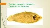 Fasciola hepatica. Марита. Окраска по Блажину