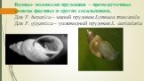 Водные моллюски прудовики – промежуточные хозяева фасциол и других сосальщиков. Для F. hepatica – малый прудовик Lymnaea truncatula Для F. gigantica – ушковидный прудовик L. auricularia