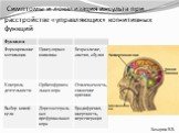 Симптомы и локализация инсульта при расстройстве «управляющих» когнитивных функций