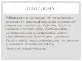 папилома. Образование на ножке или на широком основании, располагающееся на красной кайме или слизистой оболочке, часто – твердое и мягкое нёбо. Папилломатоз – множественные сливающиеся узелки. Ороговевающие папилломы серовато-белого цвета, неороговевающие по цвету не отличаются от красной каймы. Ле