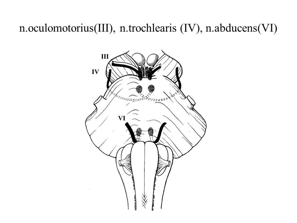 Средний мозг черепно мозговые нервы. N oculomotorius. N oculomotorius схема. Oculomotorius место выхода. Trochlearis.
