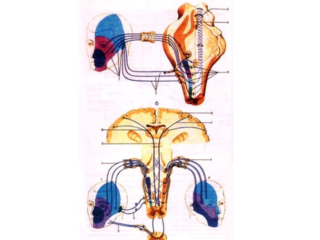 Нервные узлы черепных нервов. Соматомоторные Черепные нервы. Проводящие пути черепных нервов. Соматомоторные Черепные нервы анатомия. 1 Черепно мозговые нерв проводящие пути.