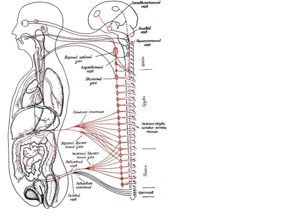 Черепные нервы схема. Схема формирования черепно-мозгового нерва. Черепно мозговые нервы схема анатомия. Черепные нервы схема рисунок.